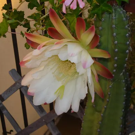 Il Corso 41 Openhouse