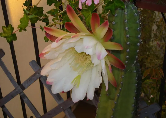 Il Corso 41 Openhouse